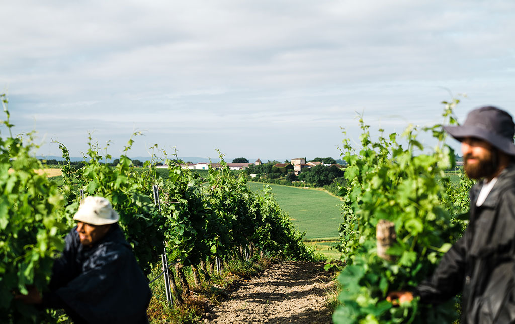 travail-dans-les-vignes